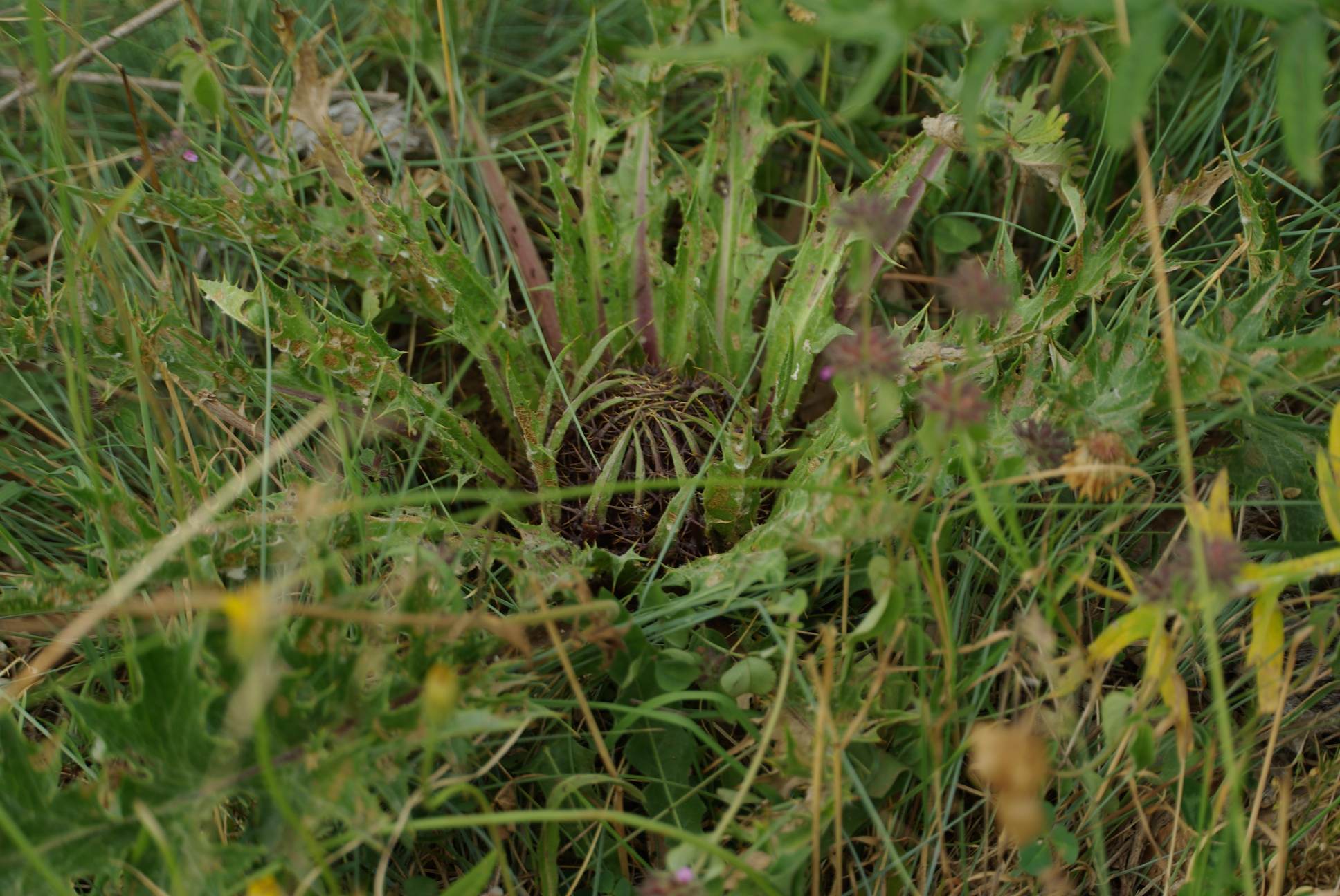 Carlina acaulis ssp. acaulis